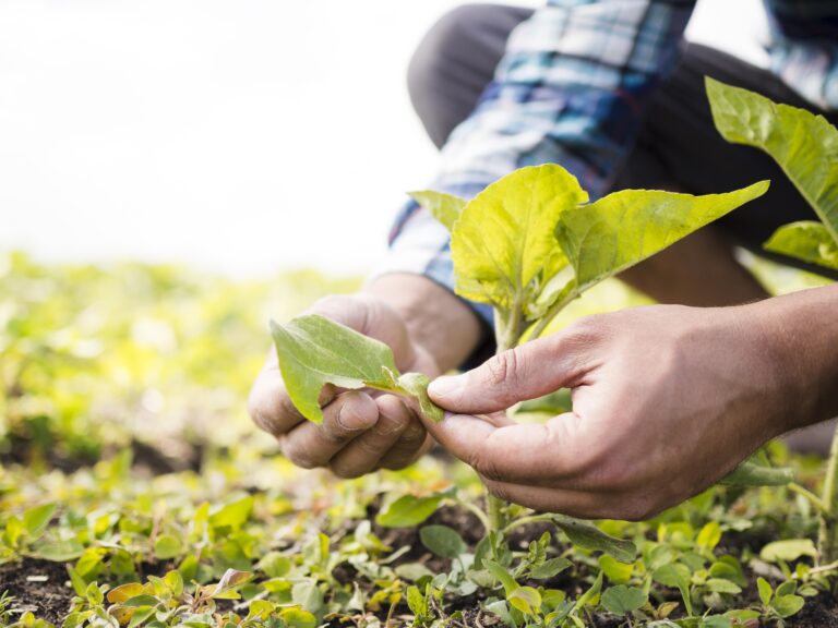 Uso de tecnologias para gestão ambiental no campo: Transformando desafios em oportunidades