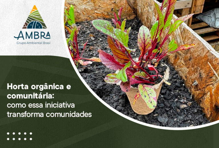 Horta orgânica e comunitária: como essa iniciativa transforma comunidades